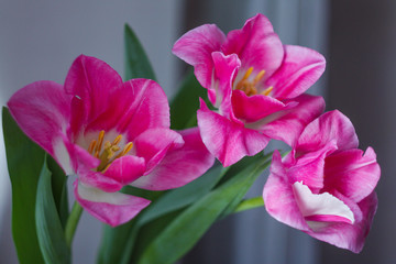Bouquet of pink tulips on a mirror background.