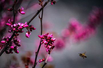Natur Pur