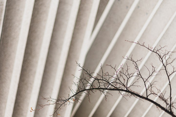 branches of a tree against concrete facade 
