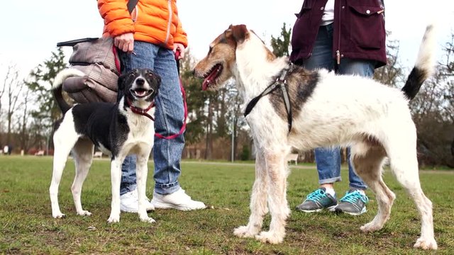 Aggressive female dog attacks a young male dog. Pets for a walk in the park with their owners. Two mistress with domestic dogs walk
