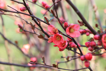 Japanese quince - Chaenomeles, small spring red flowers	