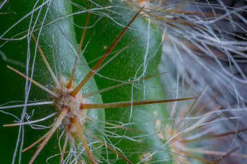 kaktus makro 2