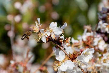 Frühlingserwachen - Bienen, die Helfer der Natur