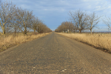 abandoned asphalt road with walnut trees along the edges 