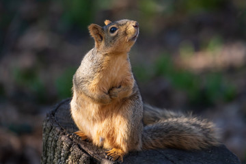 A fox squirrel looks up at a bird feeder before attacking it.