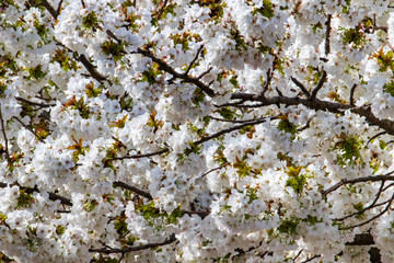 cherry blossom in spring