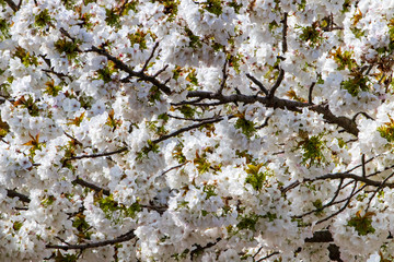 Fototapeta premium cherry blossom in spring