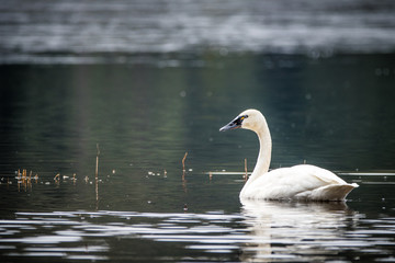 Tundra Swan