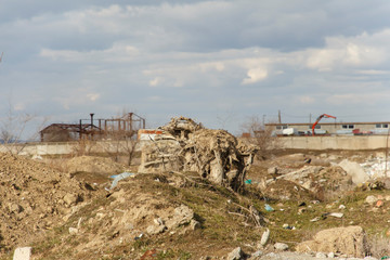 stump with roots on the dug up earth with garbage 