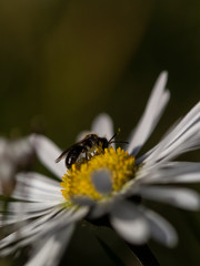 Wild bee feeds on daisy in spring
