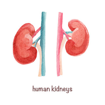 Watercolor kidneys. Hand-drawn watercolor human organs isolated on white background.