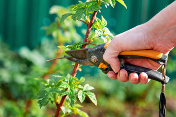 pruning trees in the spring garden and vegetable garden