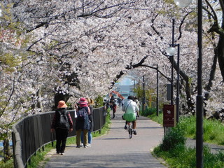 Obraz premium 芥川沿いの遊歩道と桜並木(大阪府高槻市)
