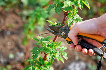 pruning trees in the spring garden and vegetable garden