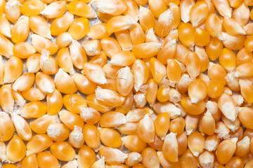 dry corn seeds popcorn close up
