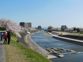芥川桜堤公園全景(大阪府高槻市)