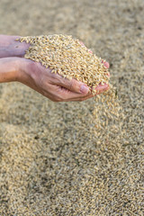 Harvesting barley in the hands of a woman