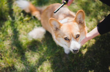 Owner grooming and combing out his welsh corgi pembroke dog fur