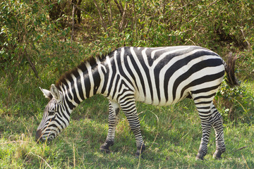 Fototapeta na wymiar Common Zebra grazing in Masai Mara National Park in Kenya, Africa