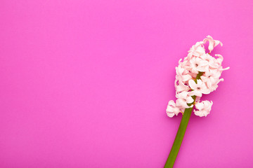 White hyacinth flower on a pink background.