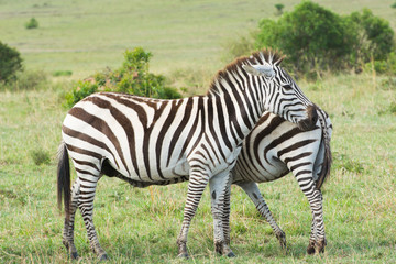 Fototapeta na wymiar Two common zebras standing in a grassy area in Masai Mara on a September evening