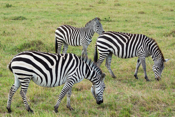 Fototapeta na wymiar A Herd of Common Zebras Grazing in Masai Mara National Park in Kenya, Africa