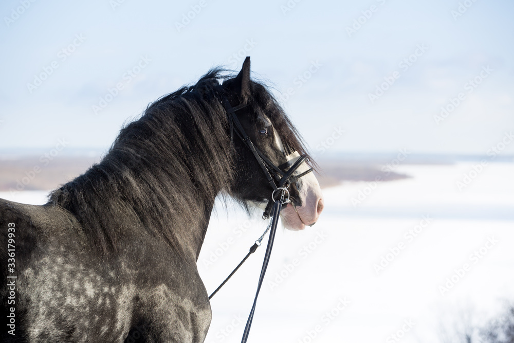 Wall mural Black stallion in winter park