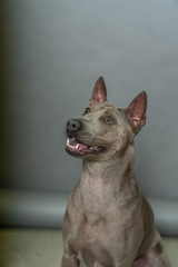 Thai Ridgeback Dog in beige gray adults