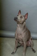 Thai Ridgeback Dog in beige gray adults