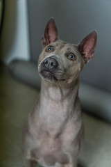 Thai Ridgeback Dog in beige gray adults
