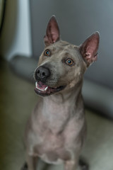 Thai Ridgeback Dog in beige gray adults