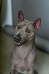 Thai Ridgeback Dog in beige gray adults