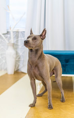 Thai Ridgeback Dog in beige gray adults