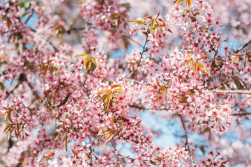 Pink cherry blossom in spring Blue Sky Thailand