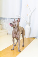 Thai Ridgeback Dog in beige gray adults