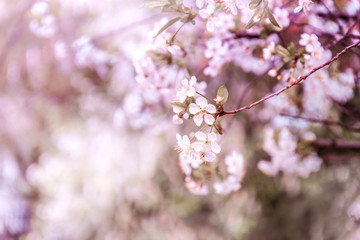cherry blossom branch on a blurred background.rose cherry petals on tree branches