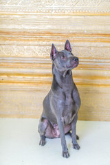 Thai Ridgeback Dog in beige gray adults