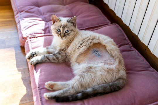 Spain, Portrait of domestic cat resting on cushion after sterilization