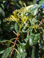 Closeup on buds of Photinia serratifolia