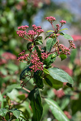 Spring buds of viburnum tinus compactum