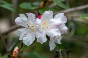 A closeup on a blooming white-pinkish rhododendron
