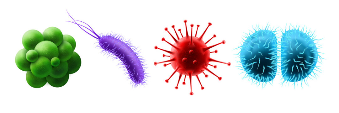 Set of isolated probiotic bacteria and virus, germ and microbe, microorganism. Realistic gonococcus and coronavirus, staphylococci or cocci, bacillus cell. Microbiome organism. Disease, ill, pathogen