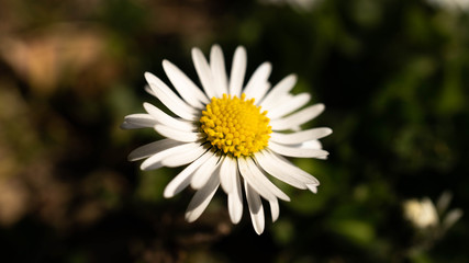 Yellow Daisy Flower Macro Plant