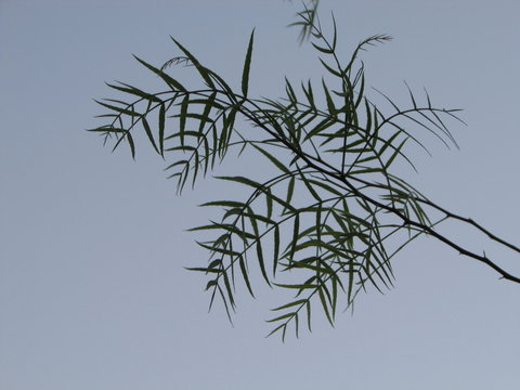 Imagem de céu azul com folhas de plantas