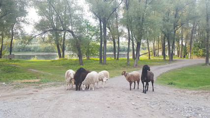 Seven lambs on a dirt road. Black, white and brown lambs stand neardy and looking