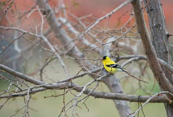 American Goldfinch 1