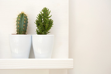 Two green cactuses decoration in white modern flower pot home design, retro interior