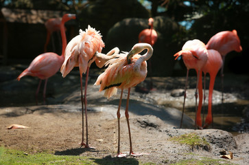 Pink Flamingos