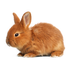 Fototapeta premium Adorable fluffy Easter bunny on white background