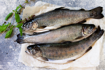 Salmon. Fresh raw salmon fish with culinary spices and herbs on a gray countertop. Top view flat lay background.